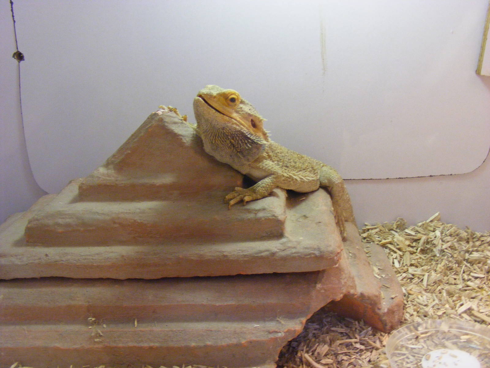 Bearded dragon at Auchingarrich Wildlife Centre, 20 May 2010