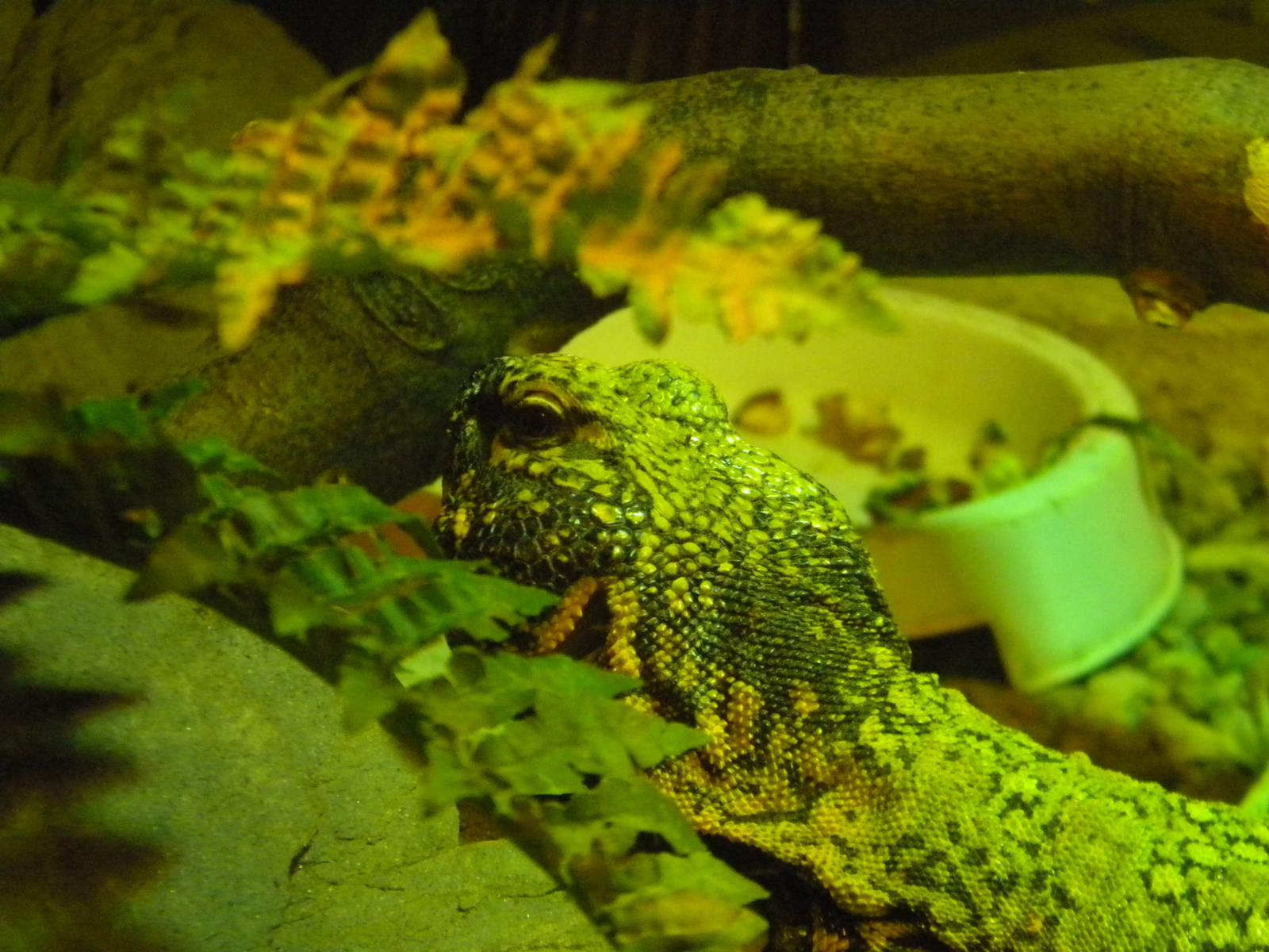 Bearded Dragon at Blackpool Zoo 10th April 2011