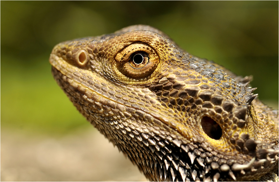 Bearded dragon at erfurt zoo