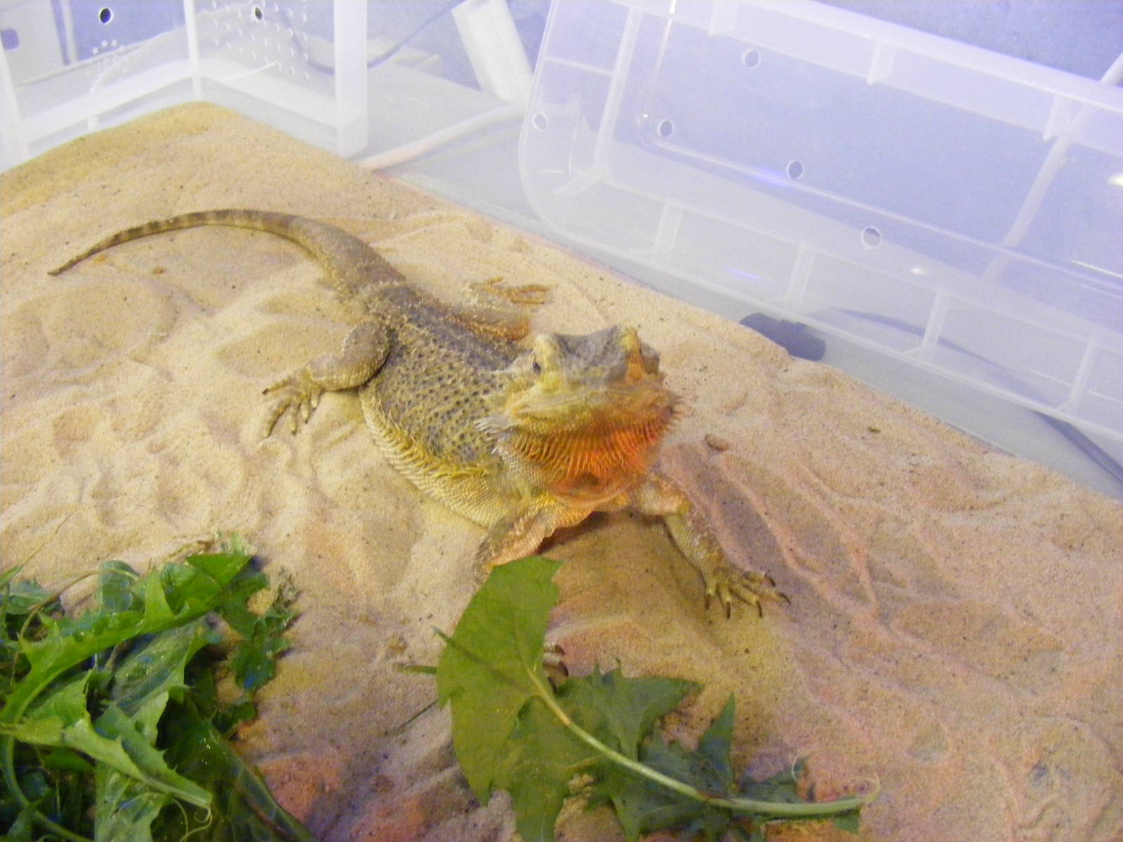 Bearded dragon at Quirk's Animal Roadshow on 29 August 2011