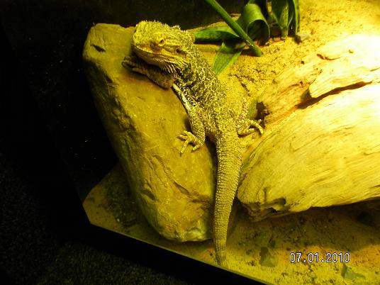 Bearded Dragon at Reptiland