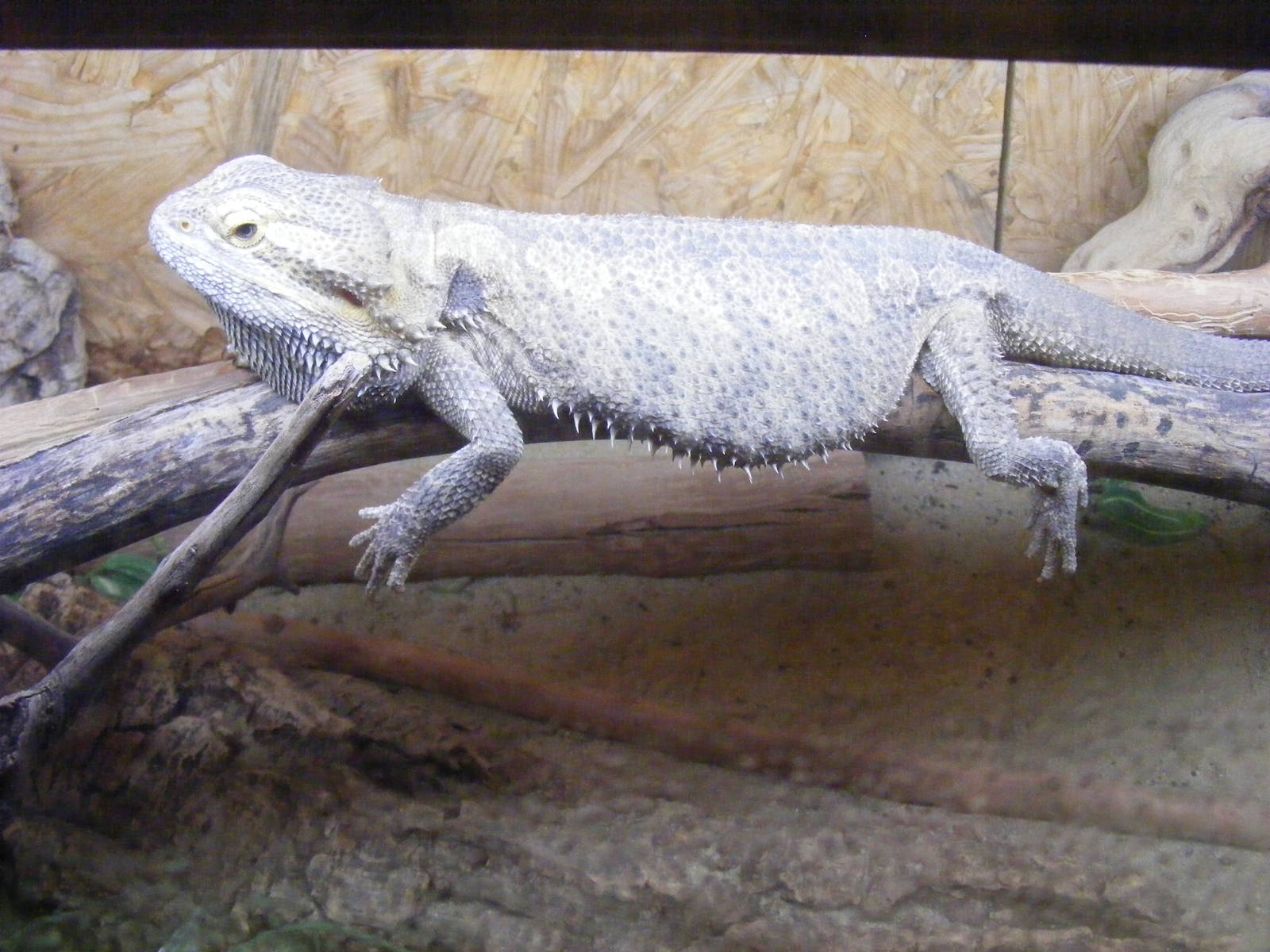 Bearded dragon at The Ark Animal Sanctuary, 22 April 2011