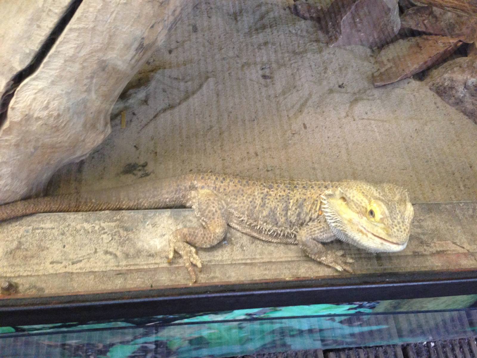 Bearded Dragon at Tropical World - 02/10/2013