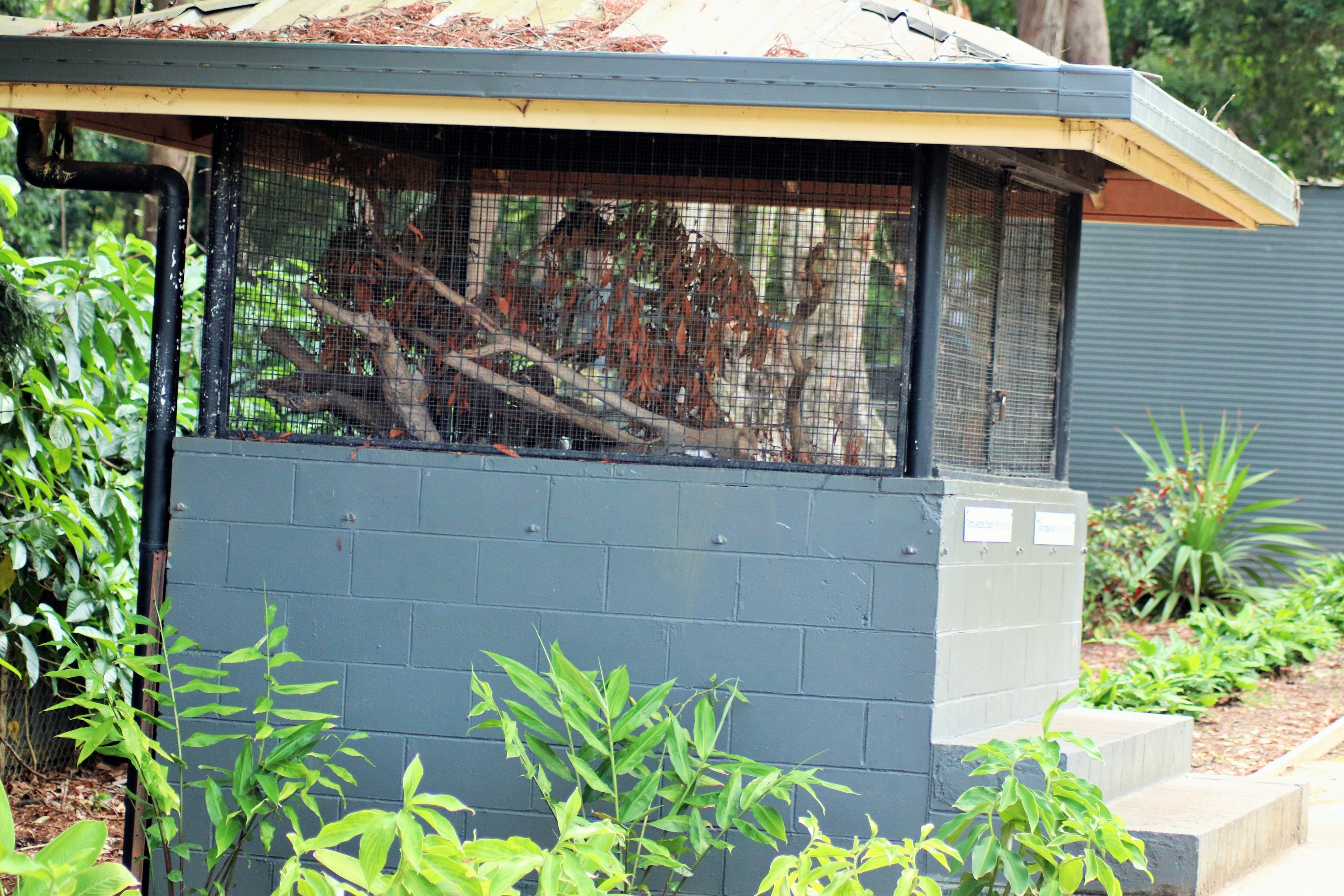 Bearded Dragon/ Blue-tongue Lizard Enclosure