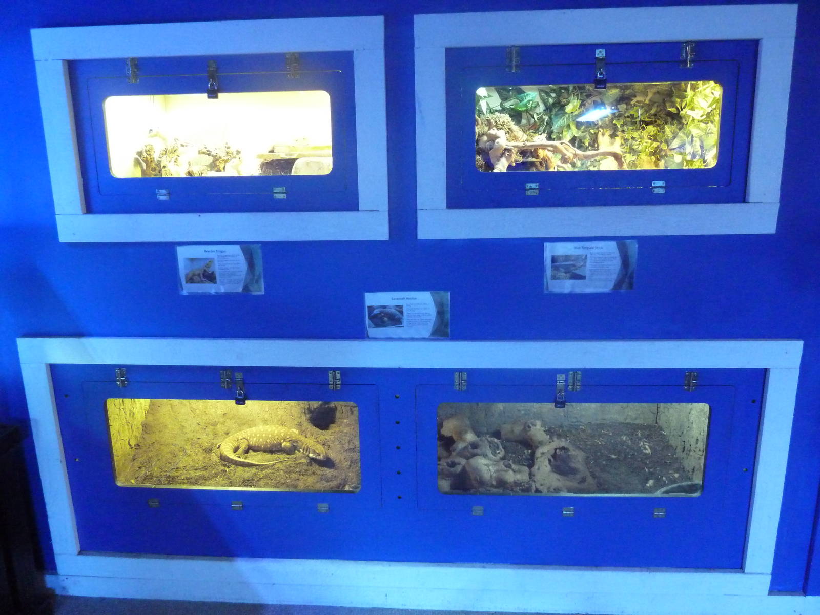 Bearded Dragon + Blue-Tongued Skink + Savannah Monitor Exhibits