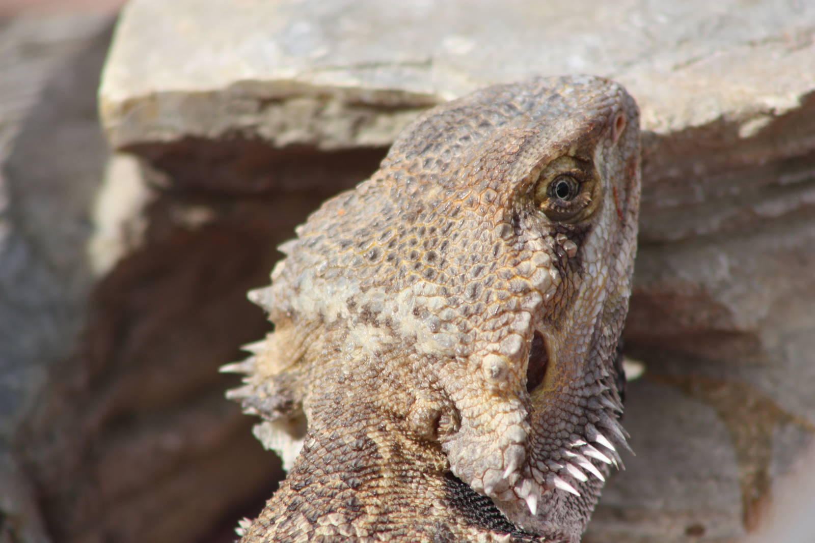 Bearded Dragon brought by animal handling company, 24th August 2014