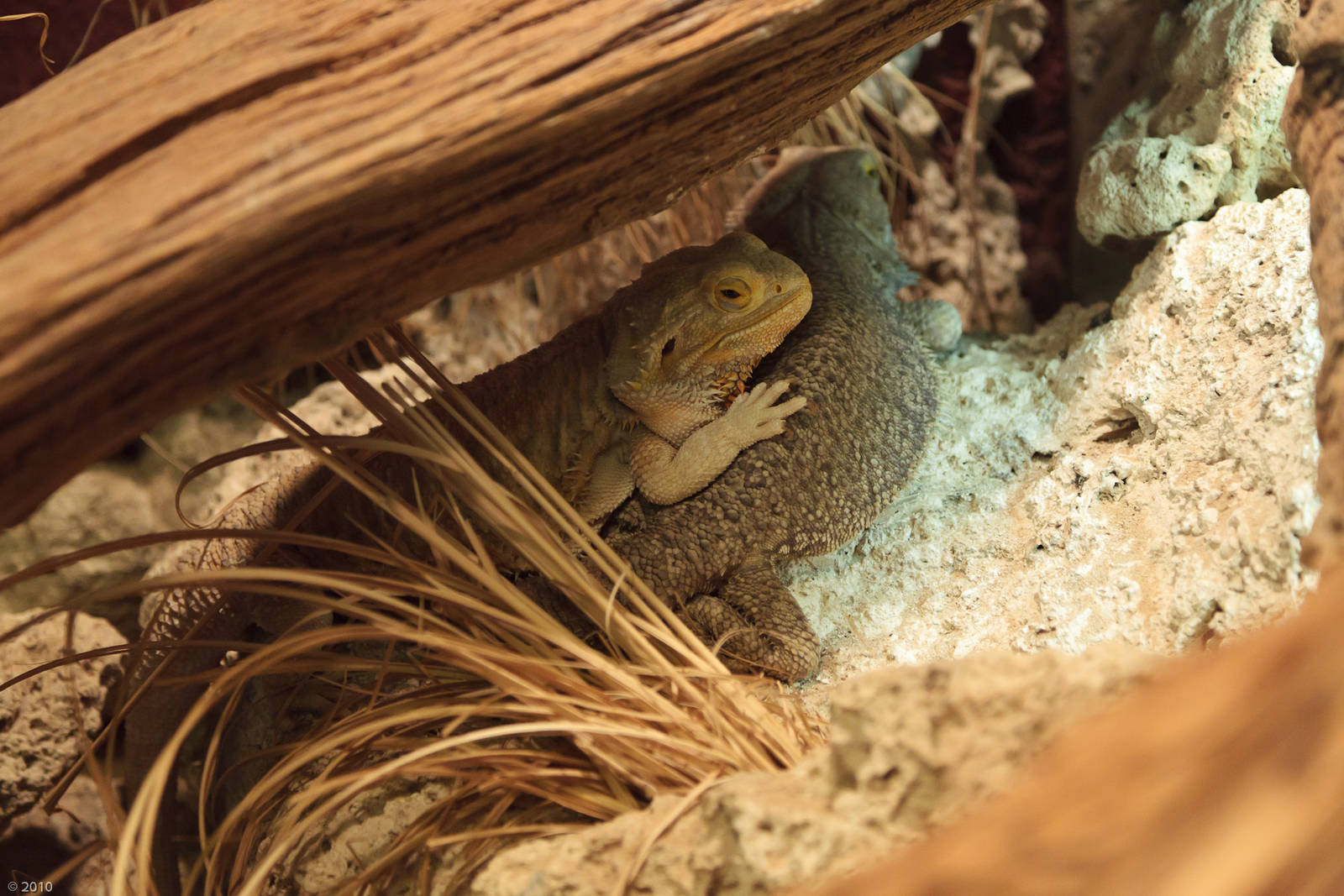 Bearded Dragon - Closing Day - 05/09/2010