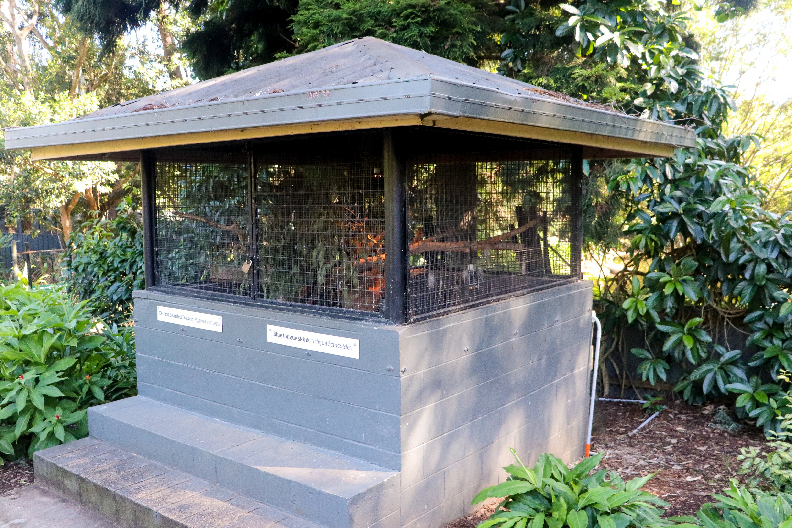 Bearded Dragon/ Eastern Blue-tongue Enclosure
