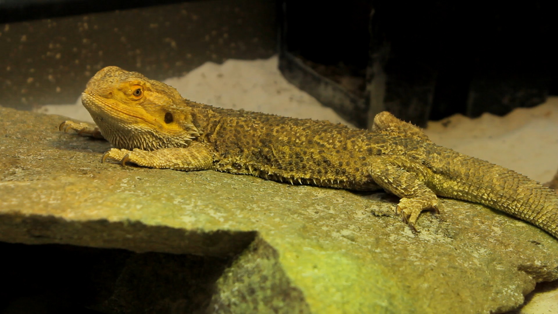 Bearded Dragon Edinburgh Zoo