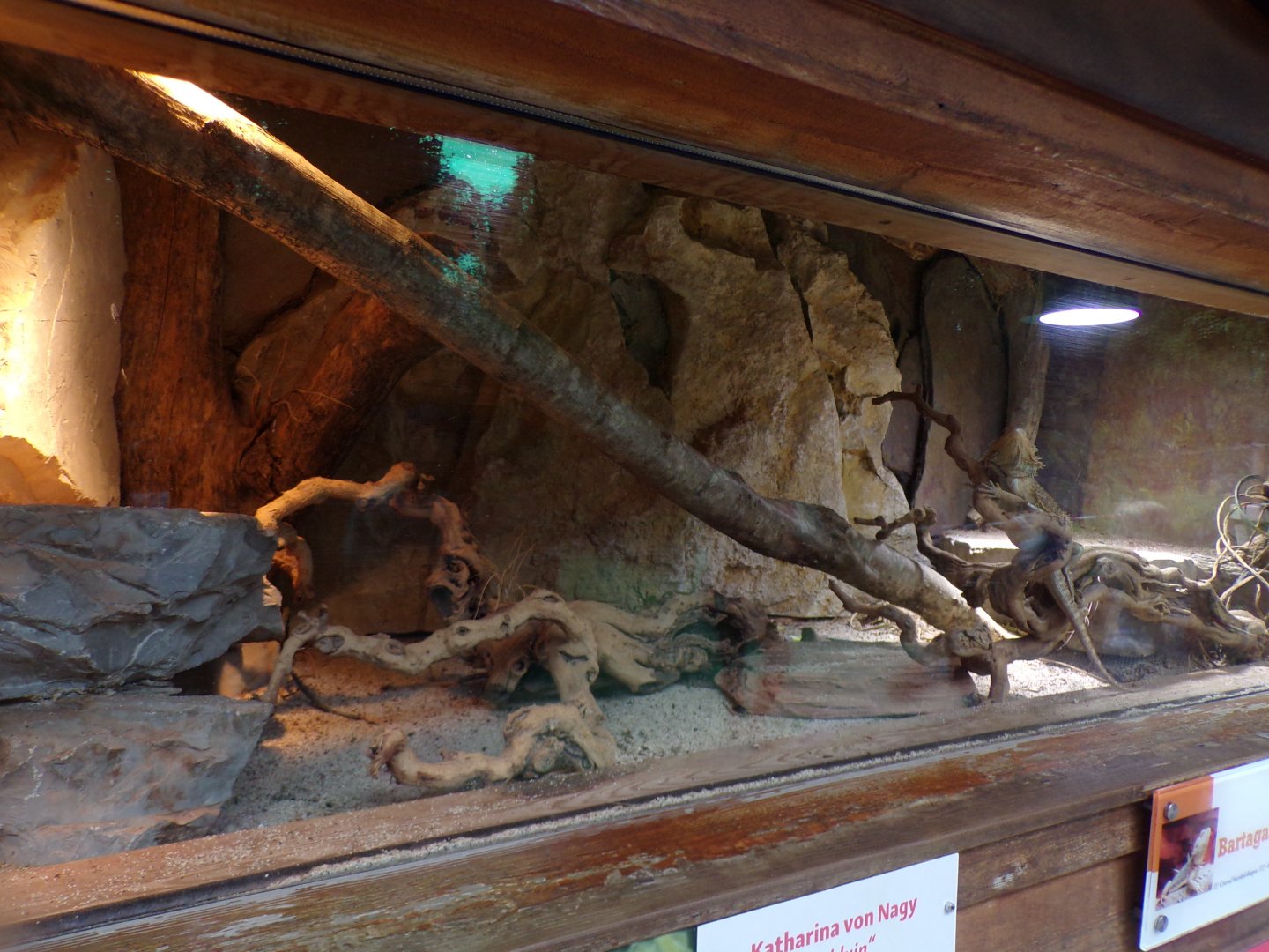 Bearded dragon enclosure 13.7.25