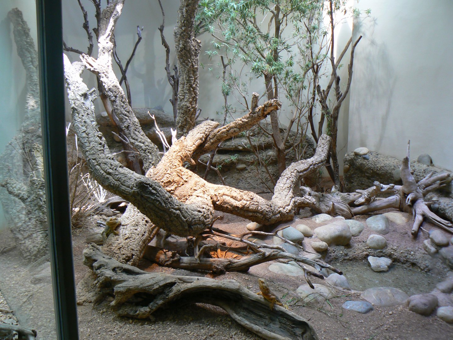 Bearded Dragon Enclosure - 27 June 2018