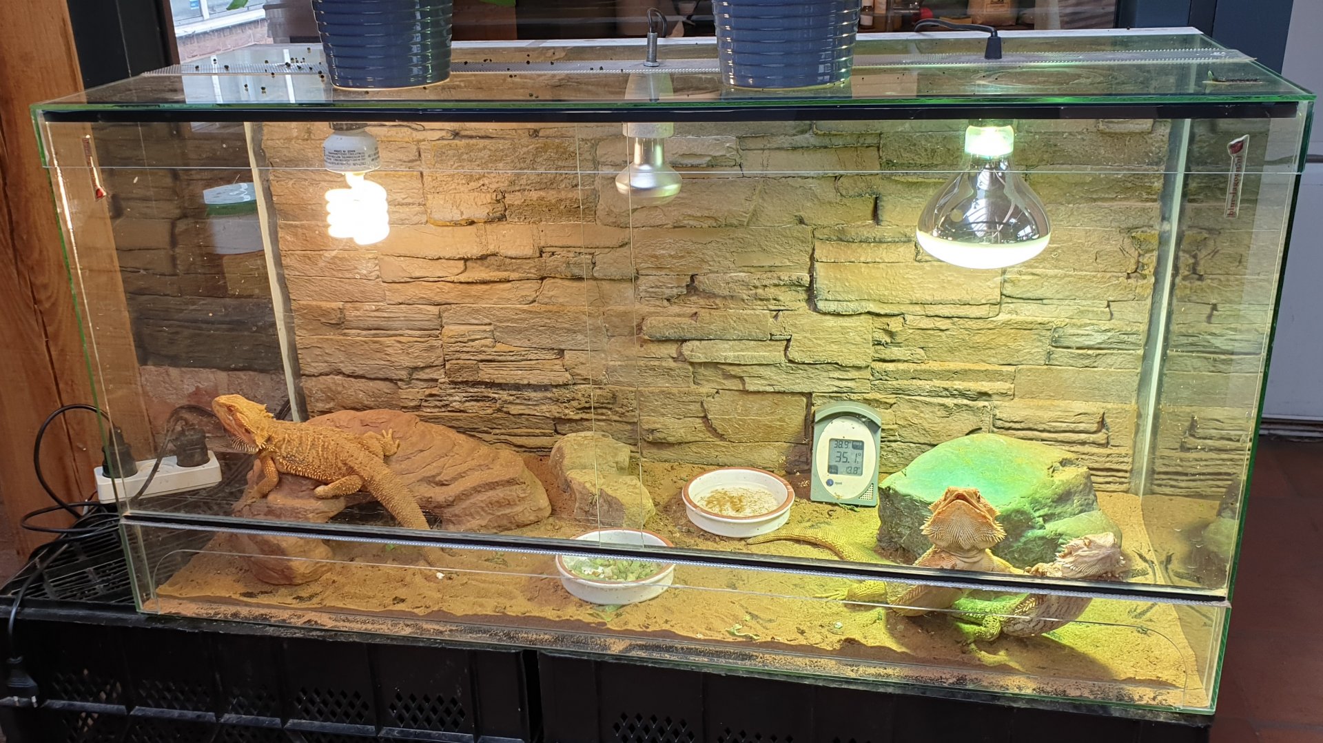 Bearded dragon-enclosure in the restaurant