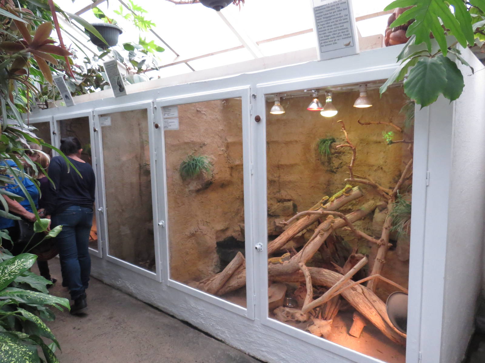 Bearded dragon enclosure, June 2015