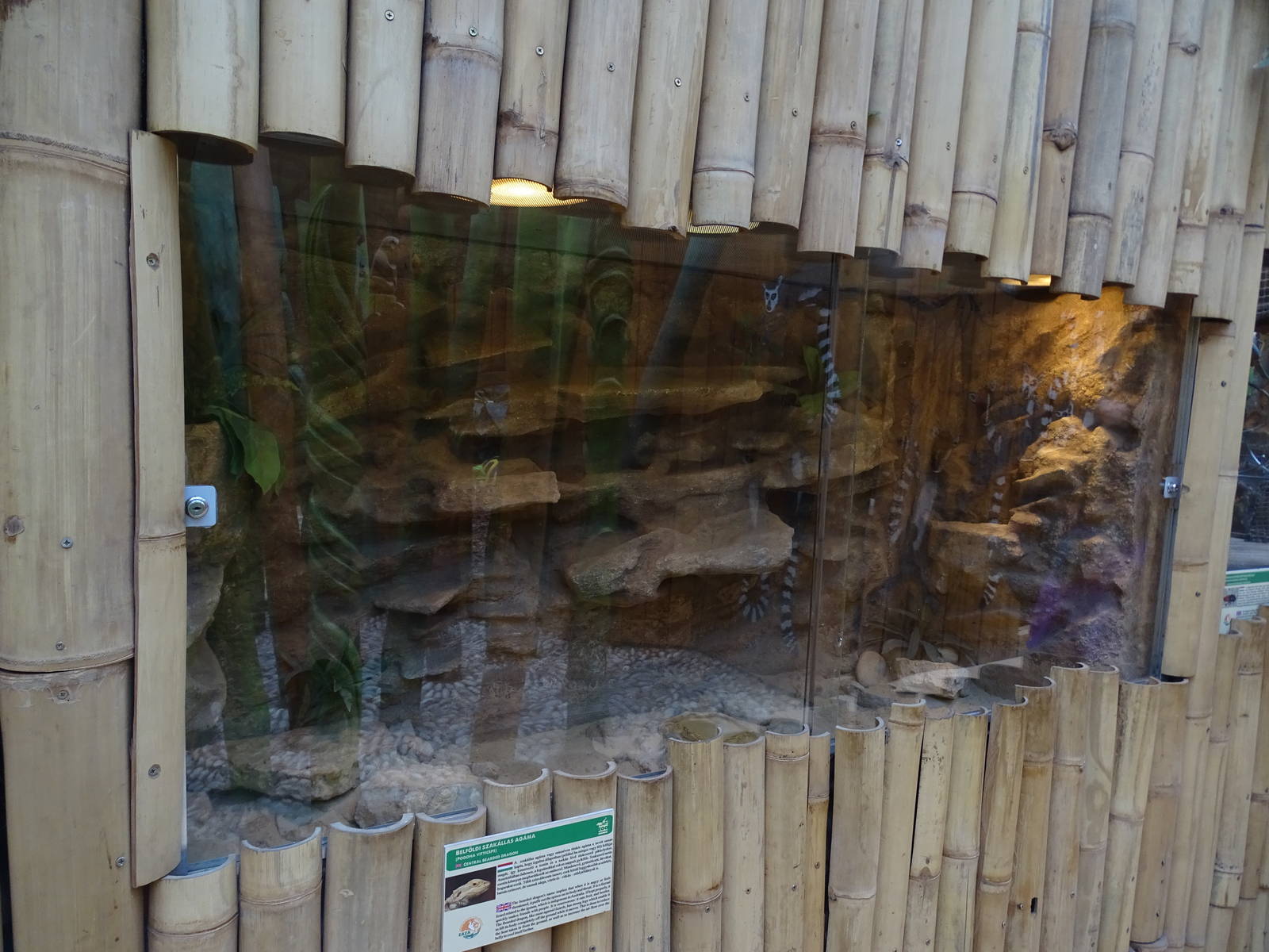 Bearded dragon enclosure