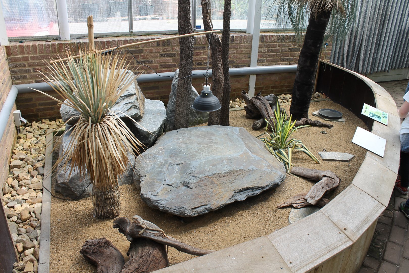 Bearded dragon-enclosure