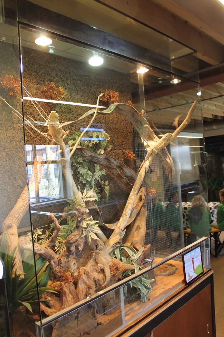 Bearded dragon enclosure