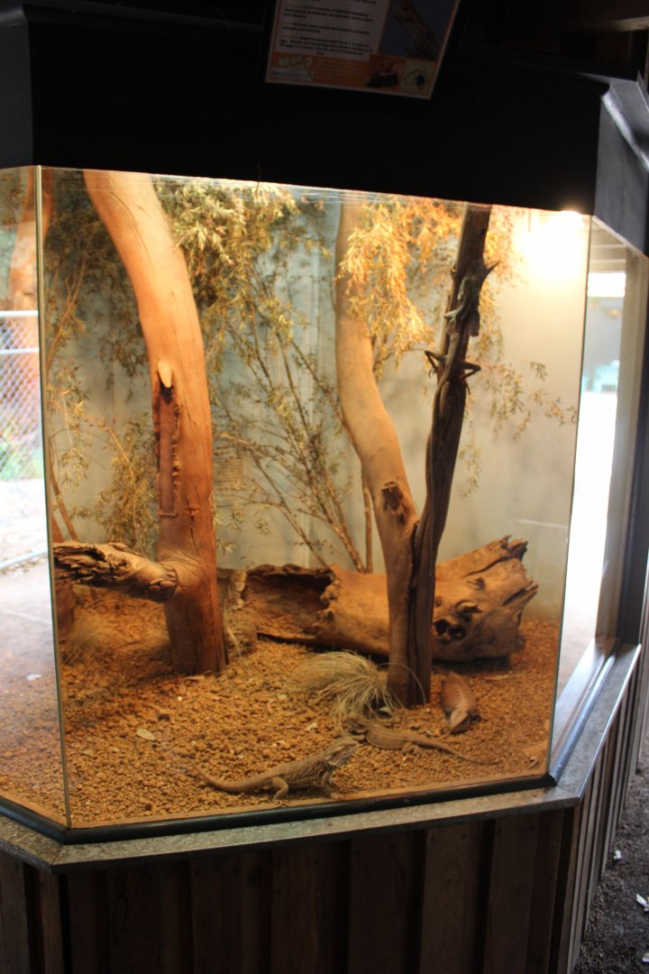 Bearded Dragon Enclosure