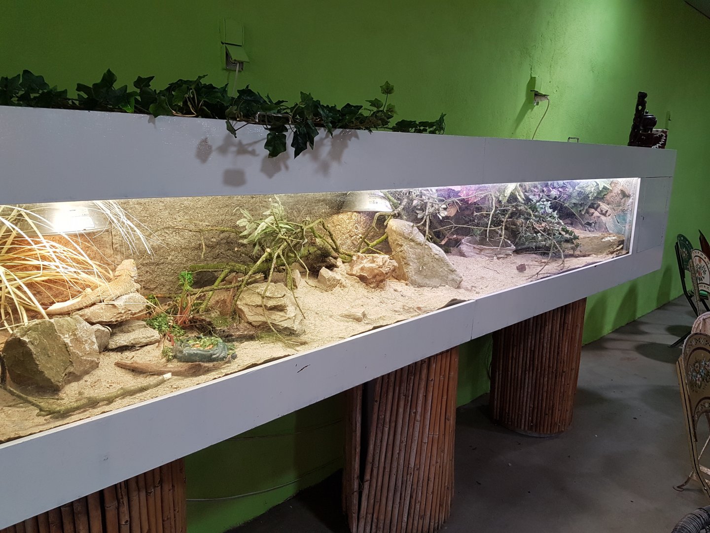 Bearded dragon-enclosure