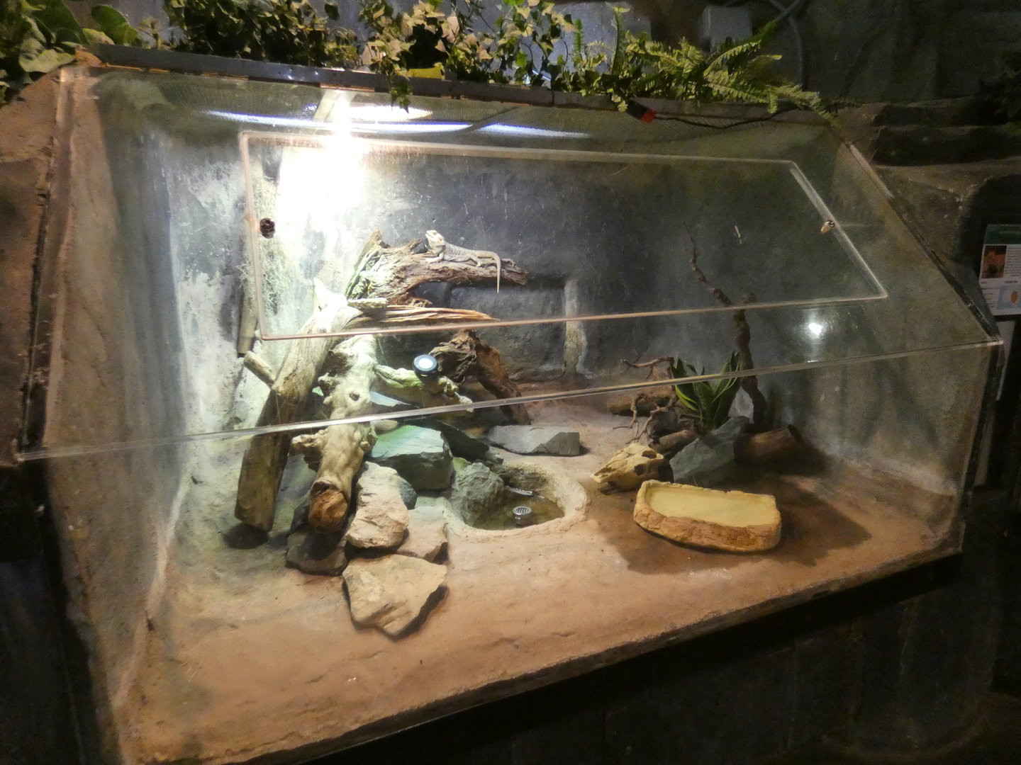 Bearded dragon enclosure