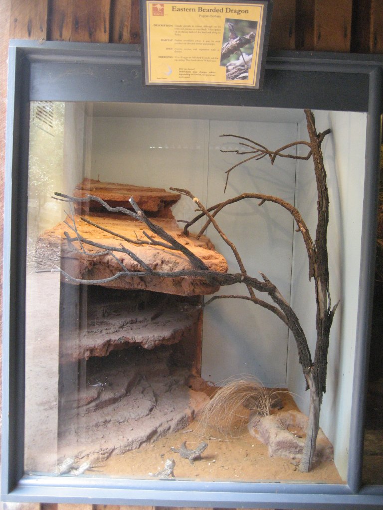 Bearded Dragon enclosure