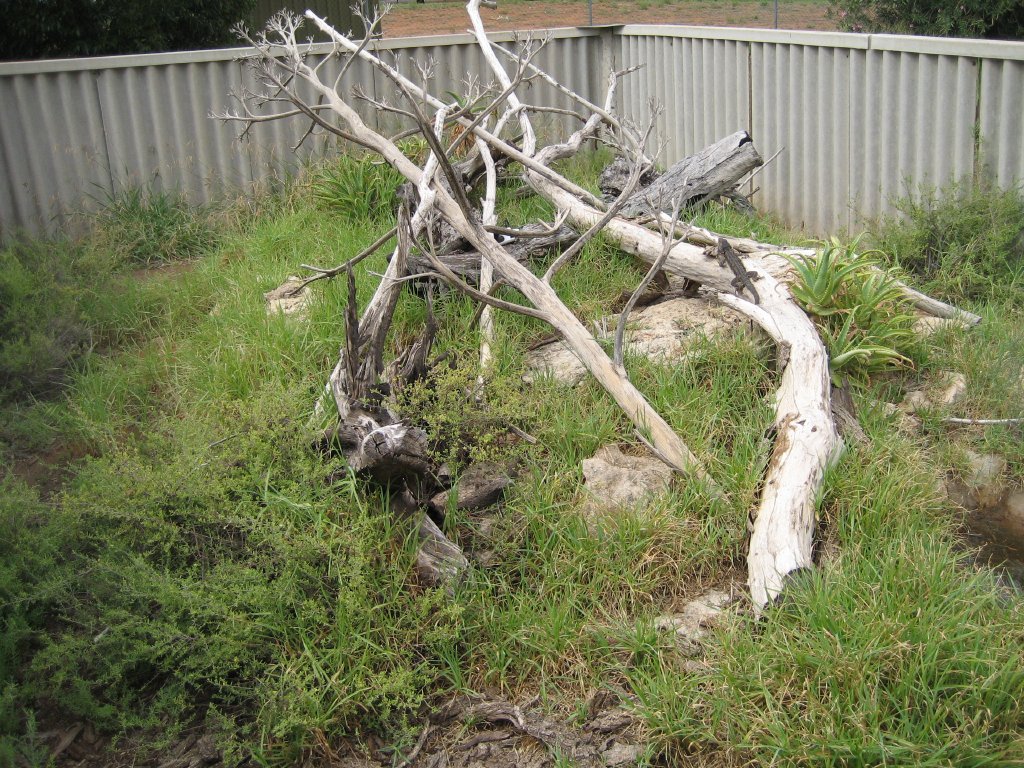 Bearded Dragon enclosure
