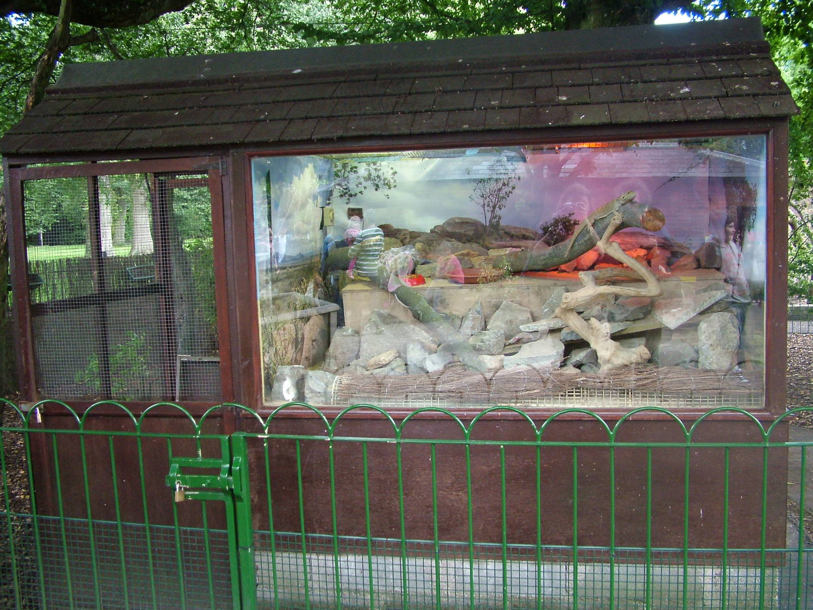 Bearded Dragon exhibit at Longleat August 2008
