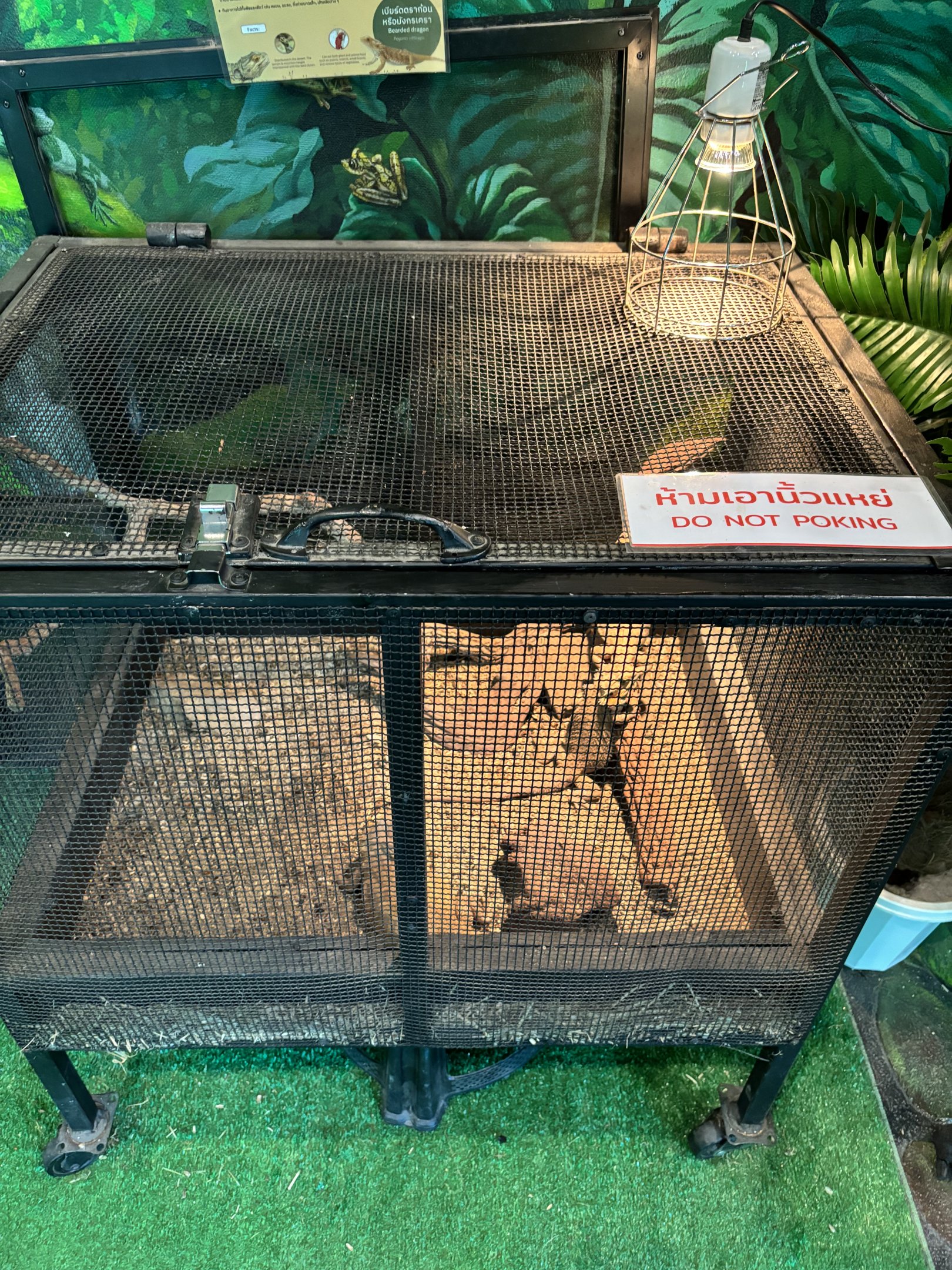 Bearded Dragon Exhibit - Lanna Mini Zoo