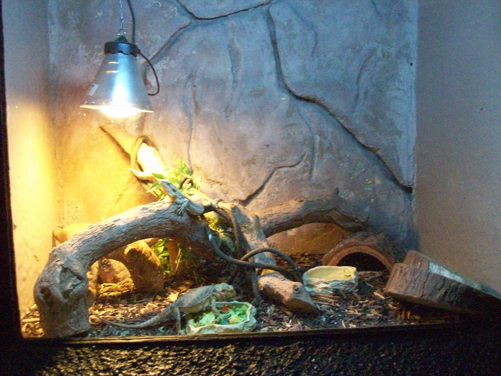 bearded dragon exhibit