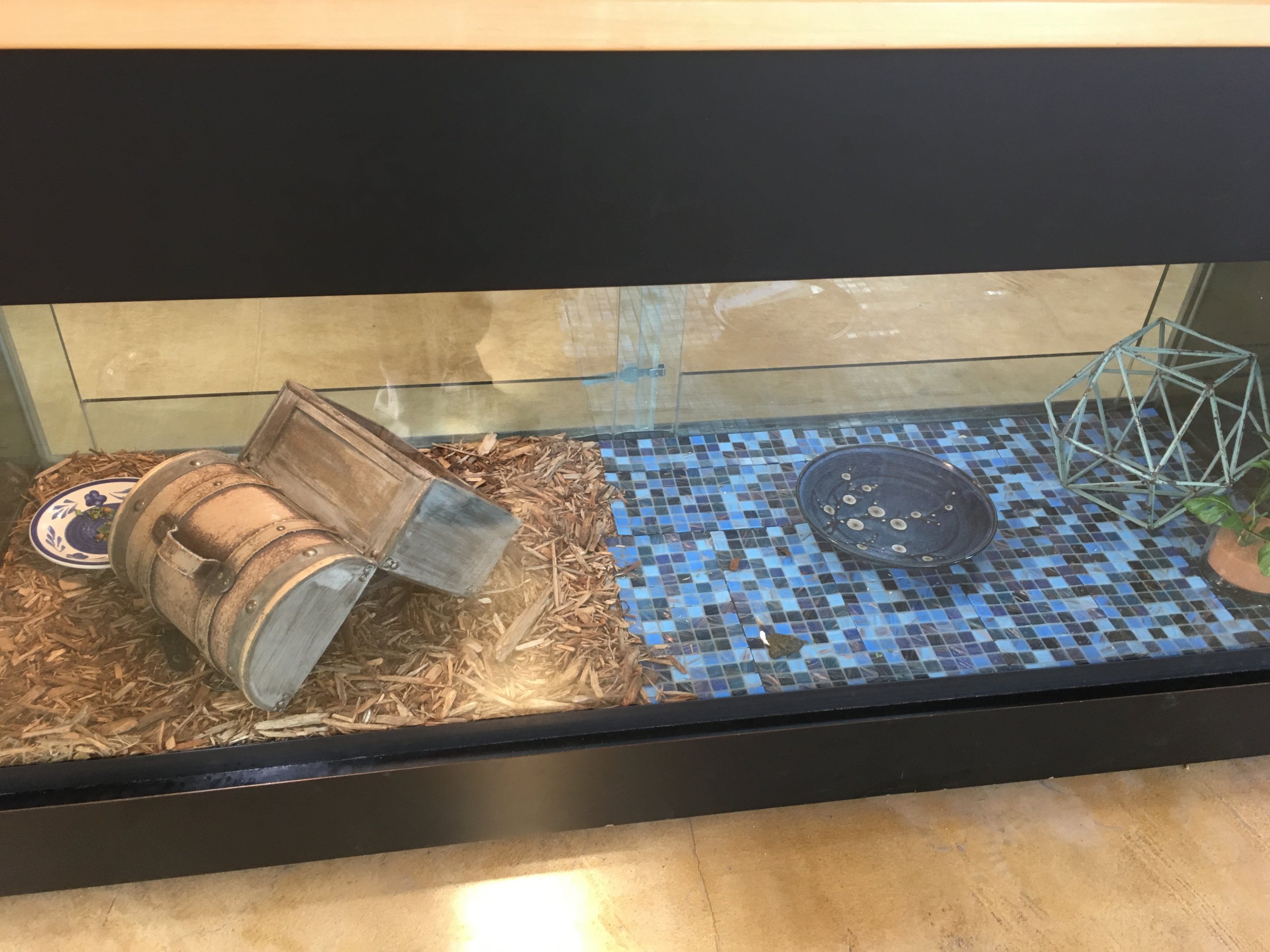 Bearded dragon exhibit