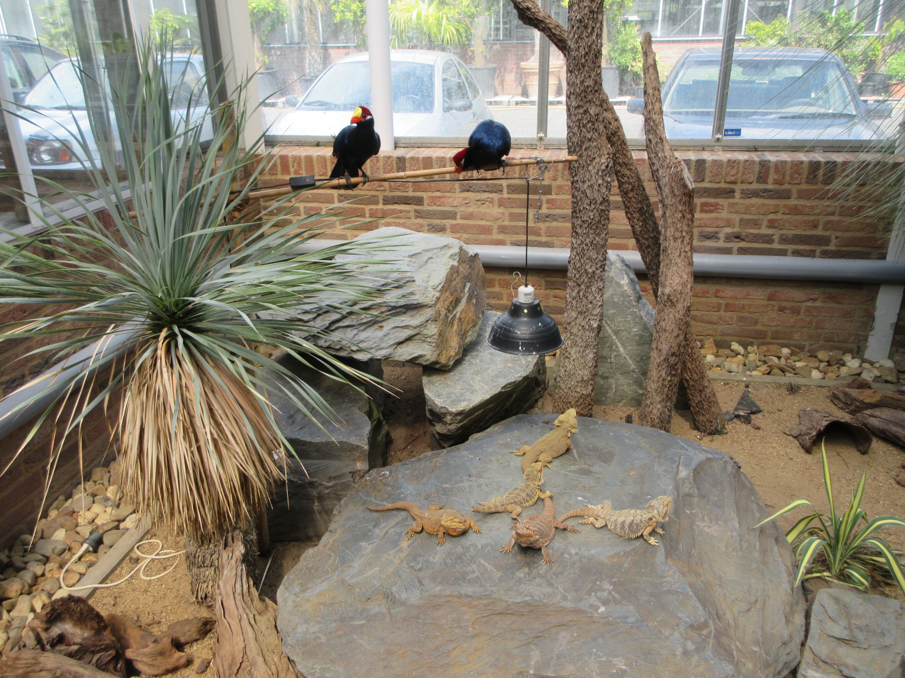 Bearded Dragon Exhibit