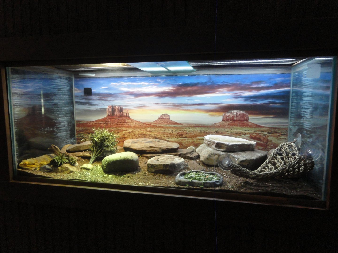 Bearded Dragon Exhibit