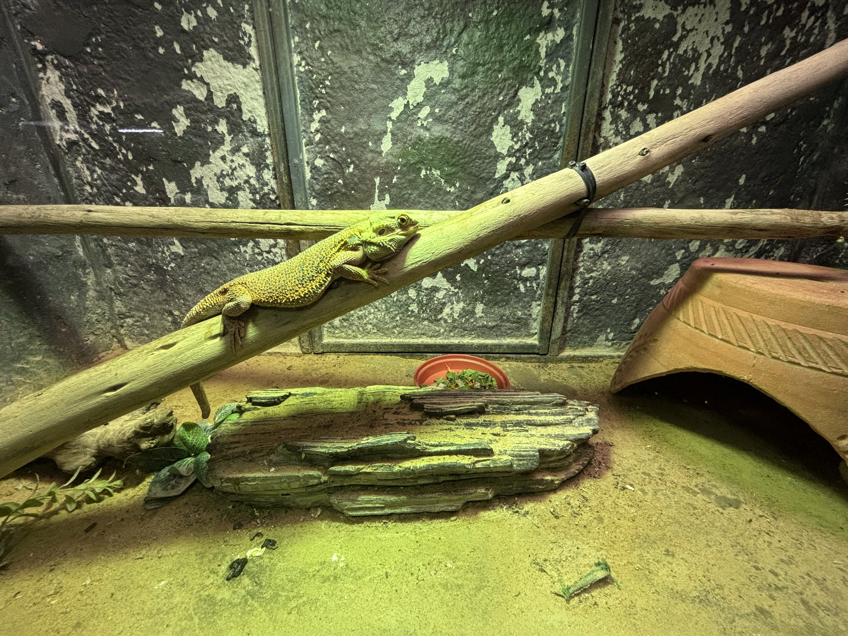 Bearded Dragon Exhibit