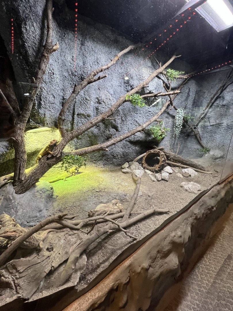 Bearded Dragon Exhibit