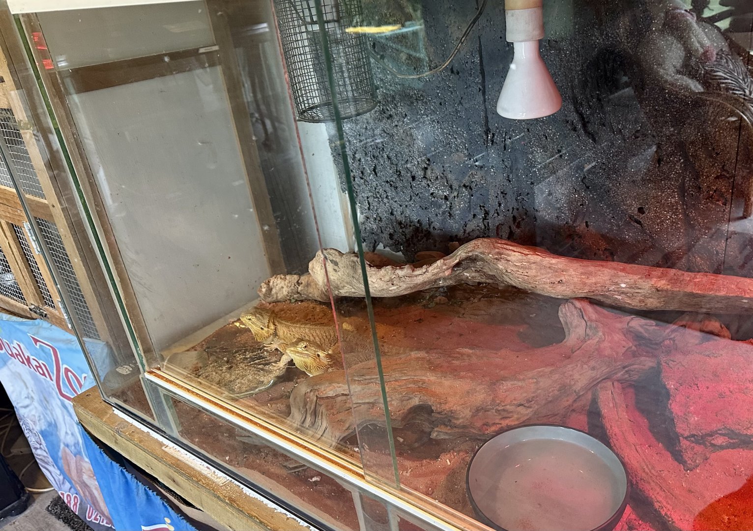 Bearded Dragon Exhibit