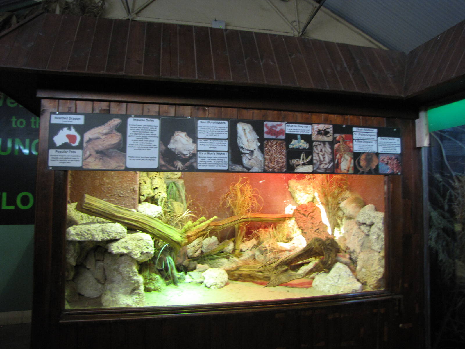 Bearded dragon exhibit