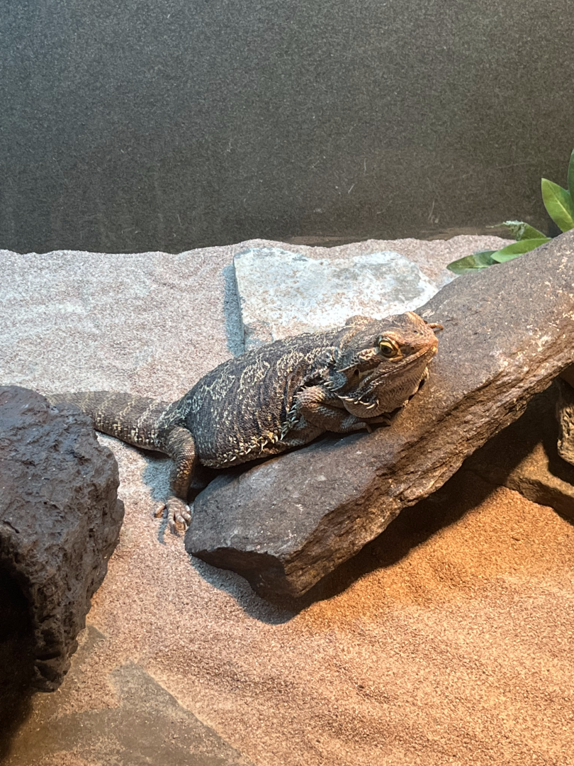 Bearded dragon ID