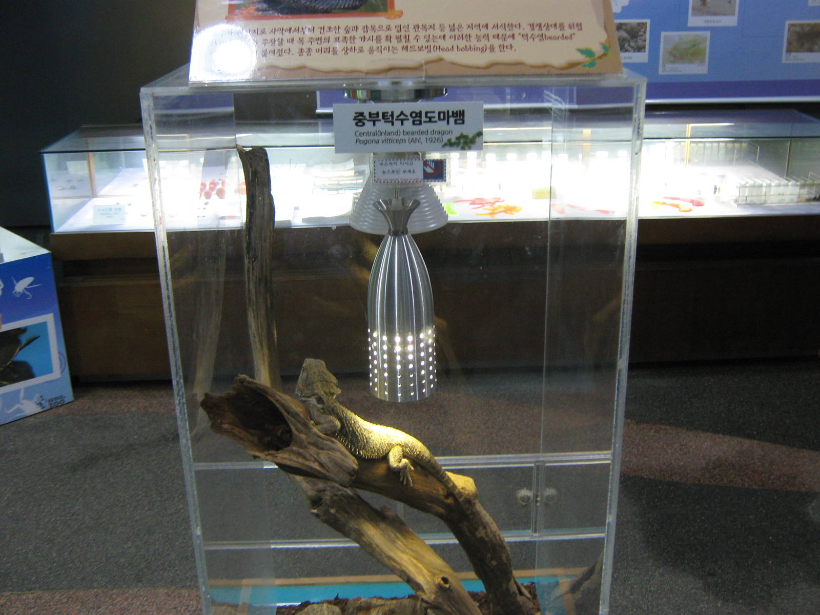 Bearded dragon in a tiny tank