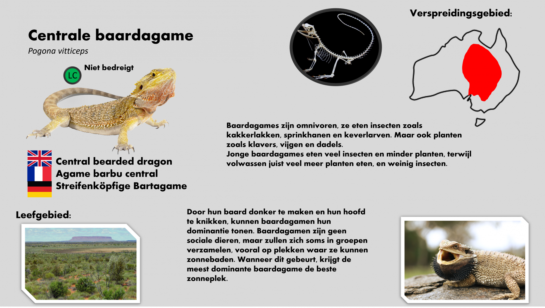 Bearded dragon info card (Dutch)