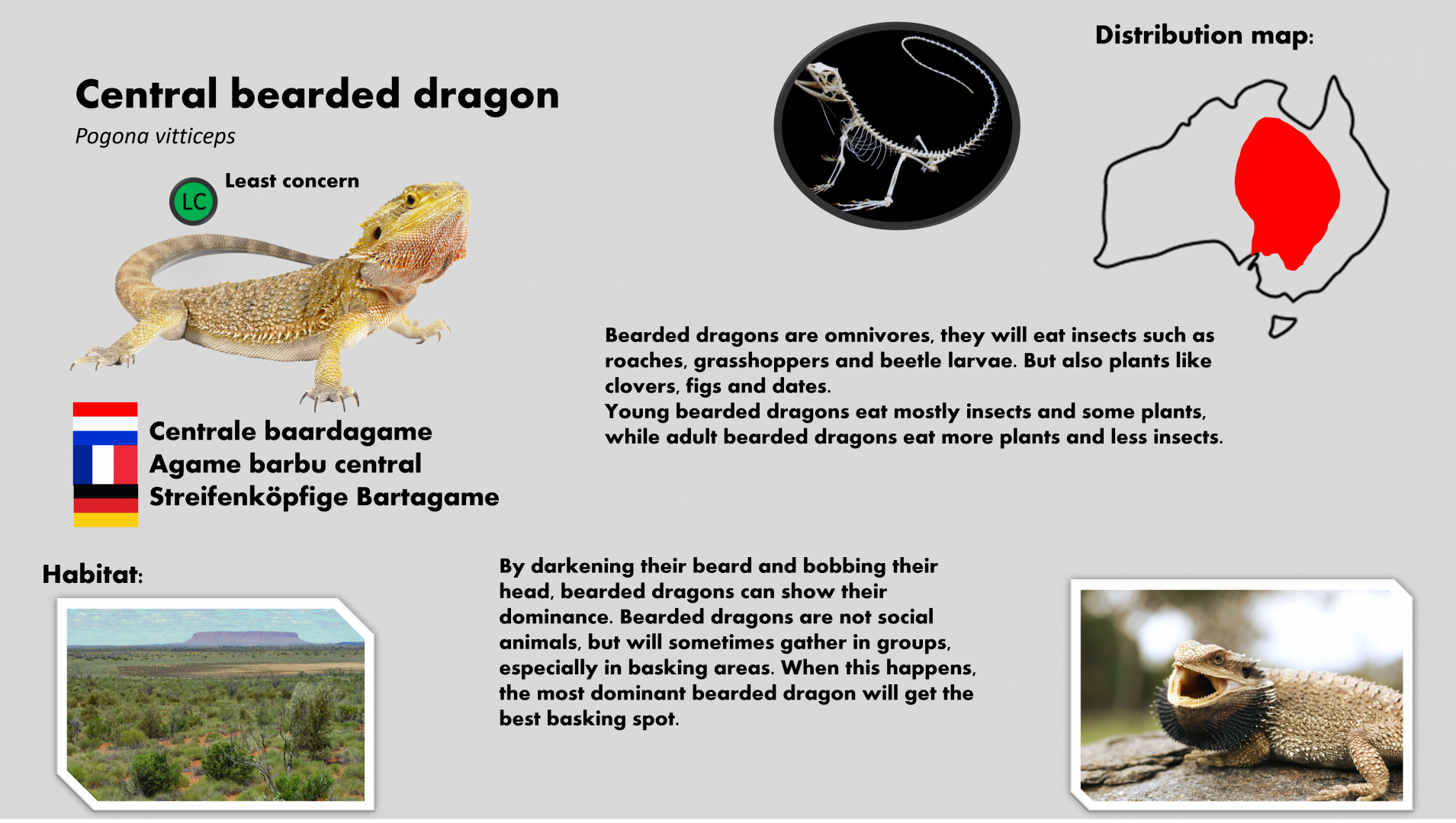 Bearded dragon info card (English)