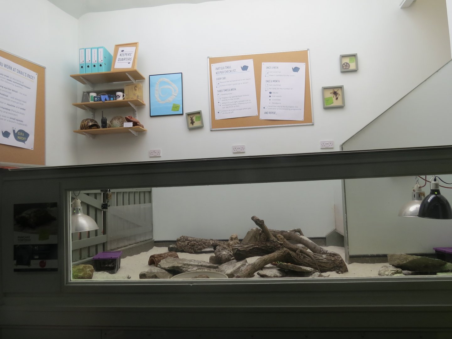 Bearded dragon + pancake tortoise exhibit