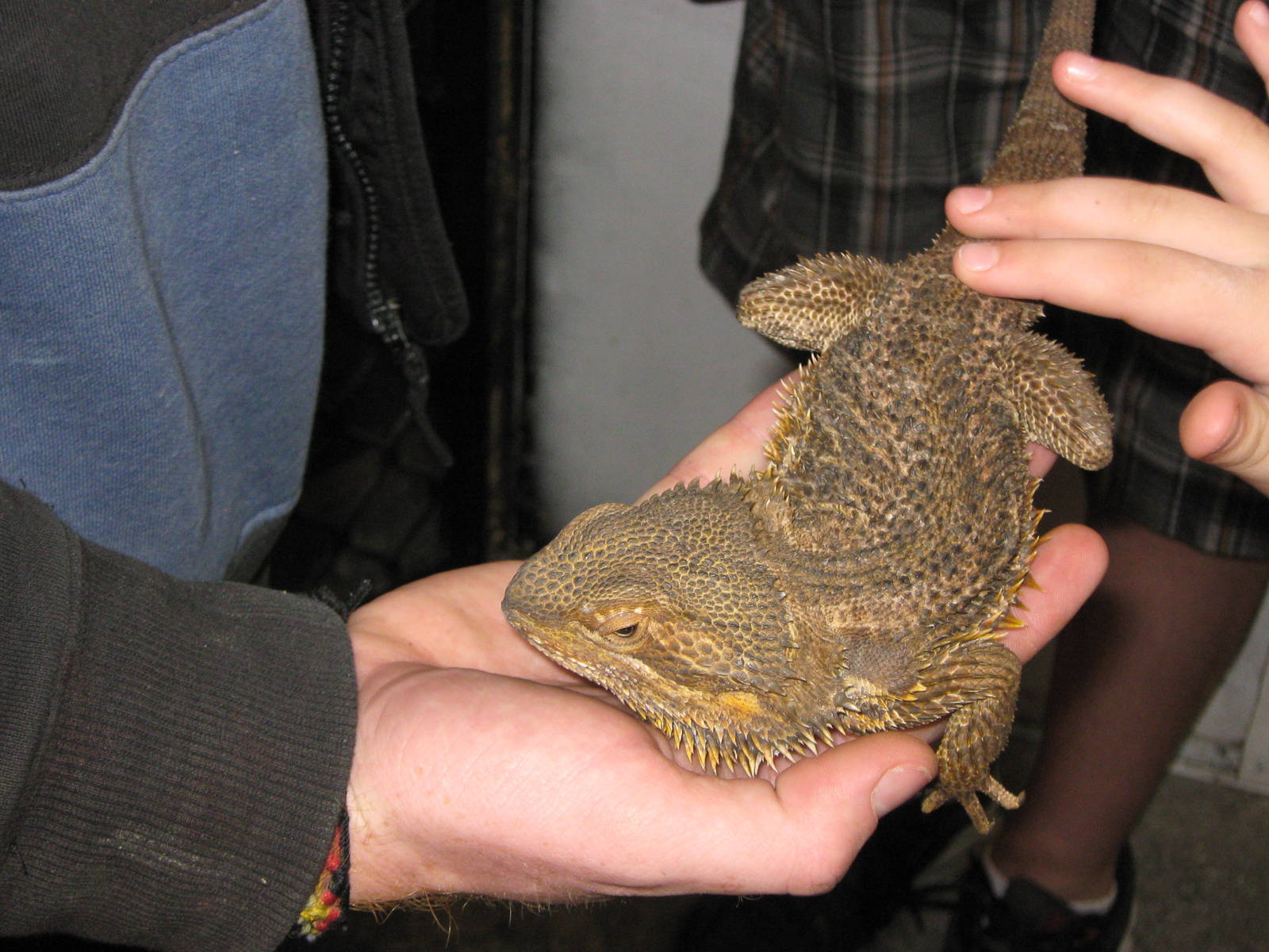 bearded dragon, Parrot Ranch