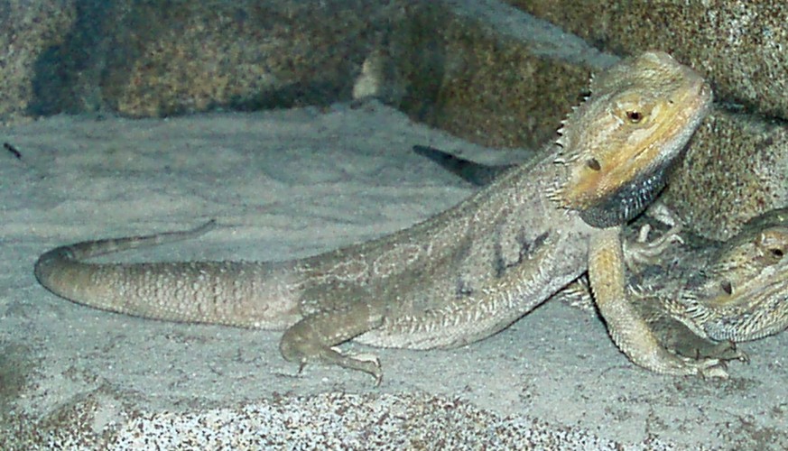 Bearded Dragon (Pogona vitticeps)