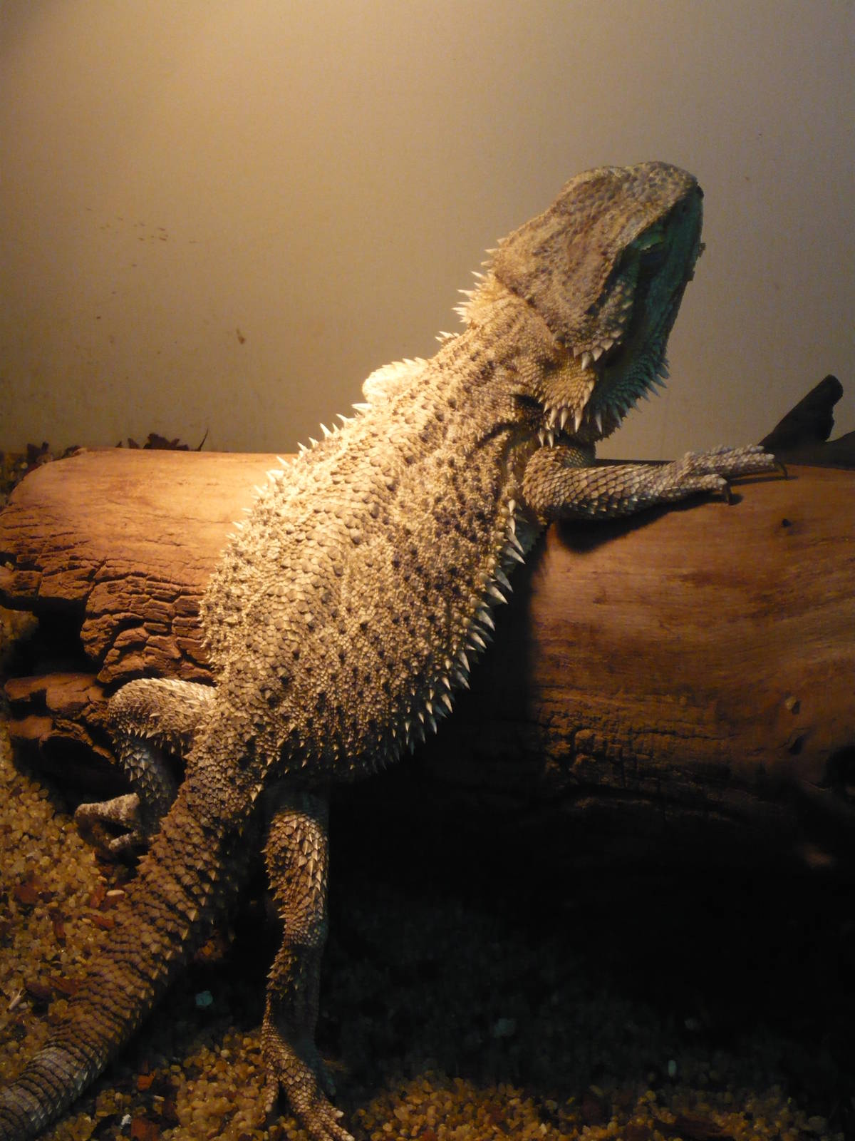Bearded dragon (Pogona vitticeps)