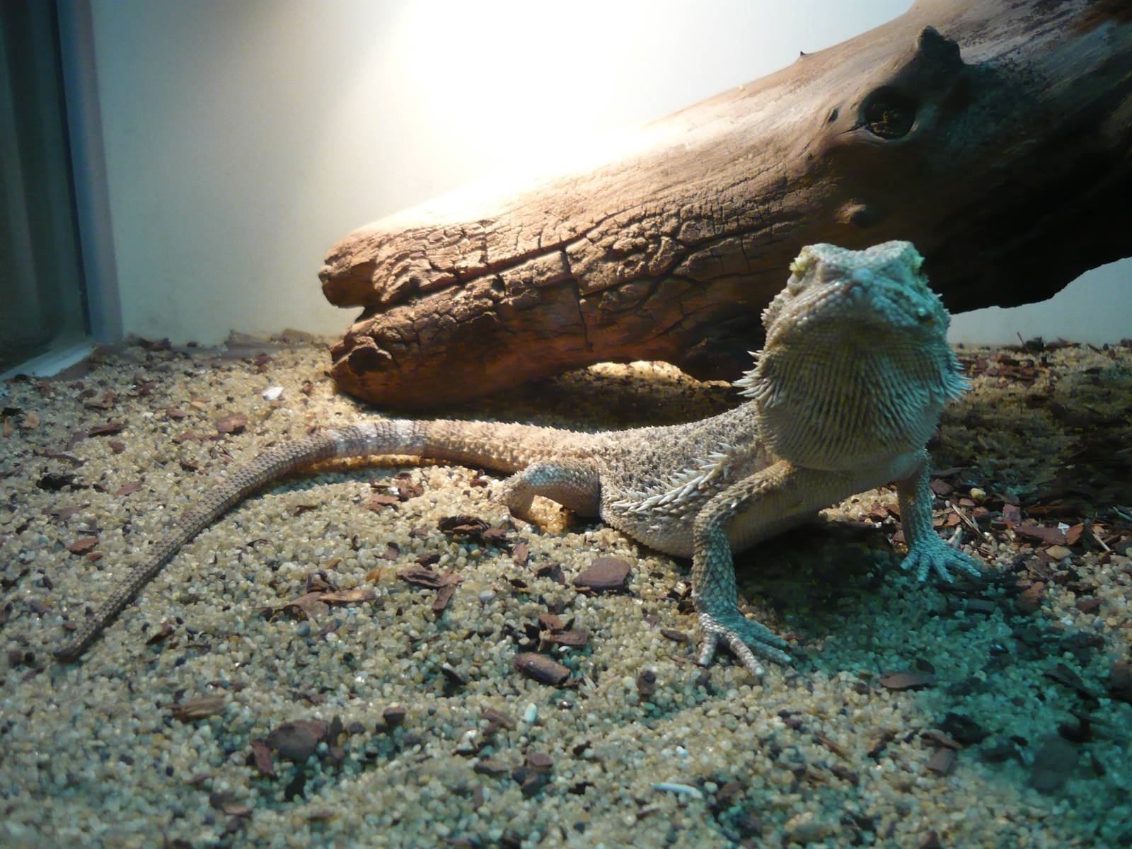 Bearded dragon (Pogona vitticeps)