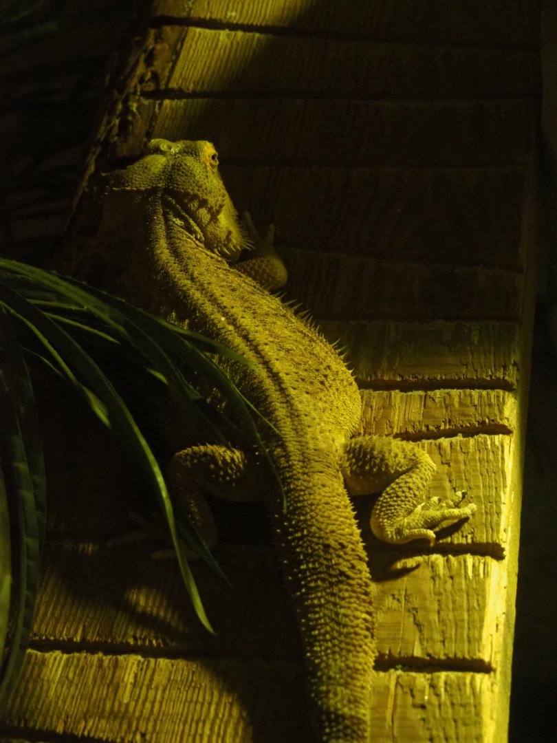 Bearded dragon (Pogona vitticeps)