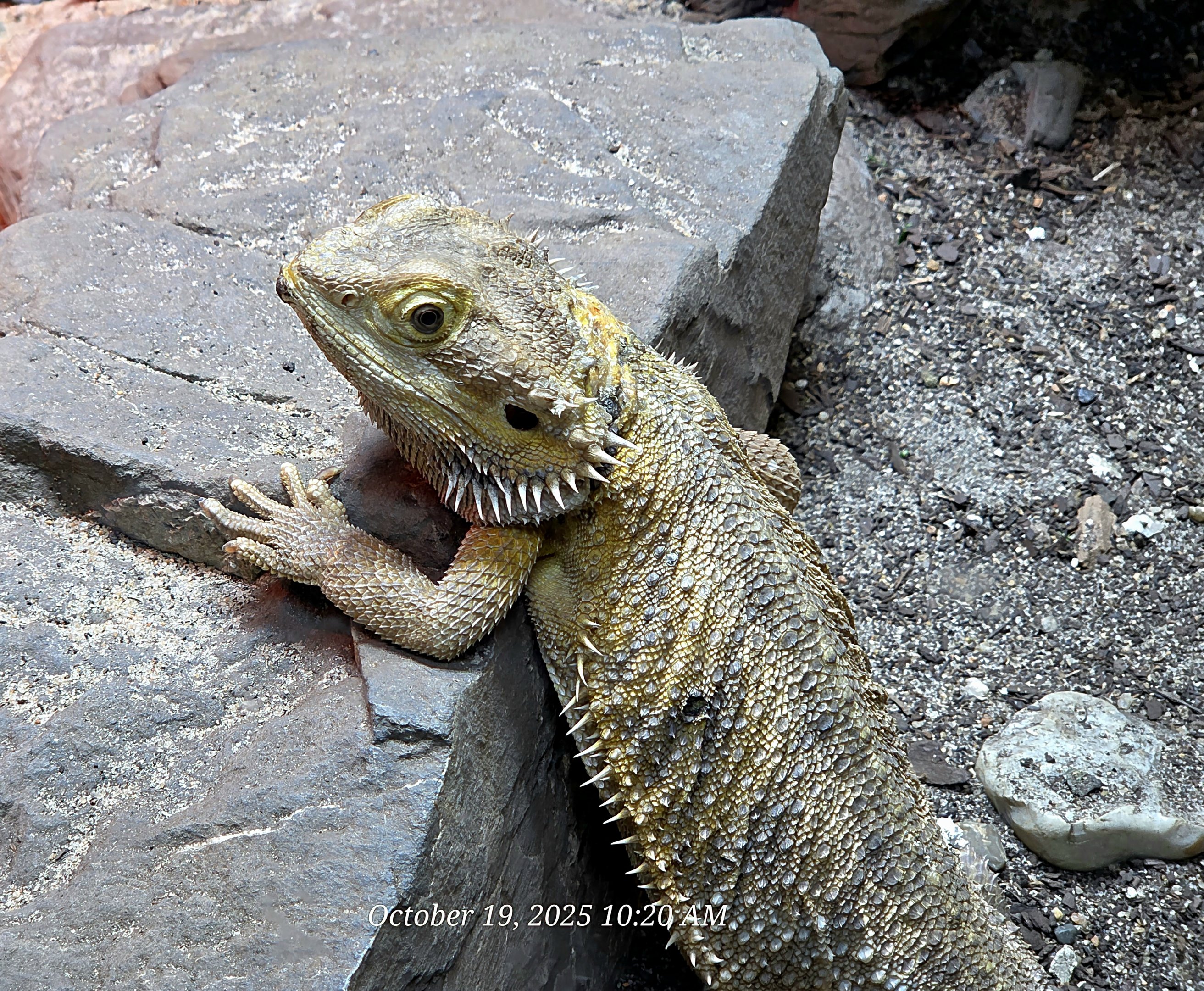 Bearded Dragon - Rainforest Adventures