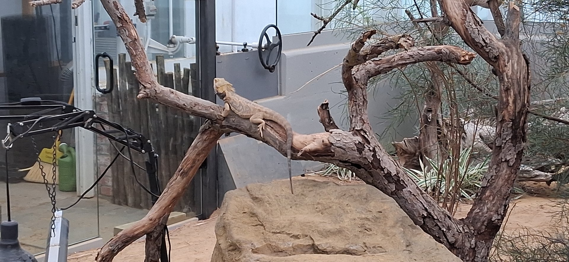 Bearded dragon relaxing on a branch