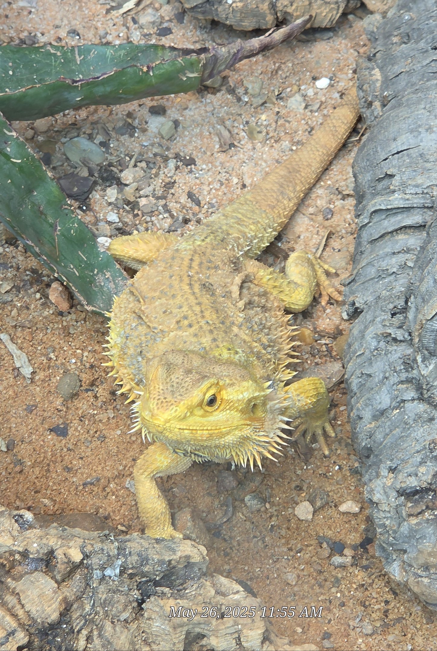 Bearded Dragon  - Riverbanks Zoo