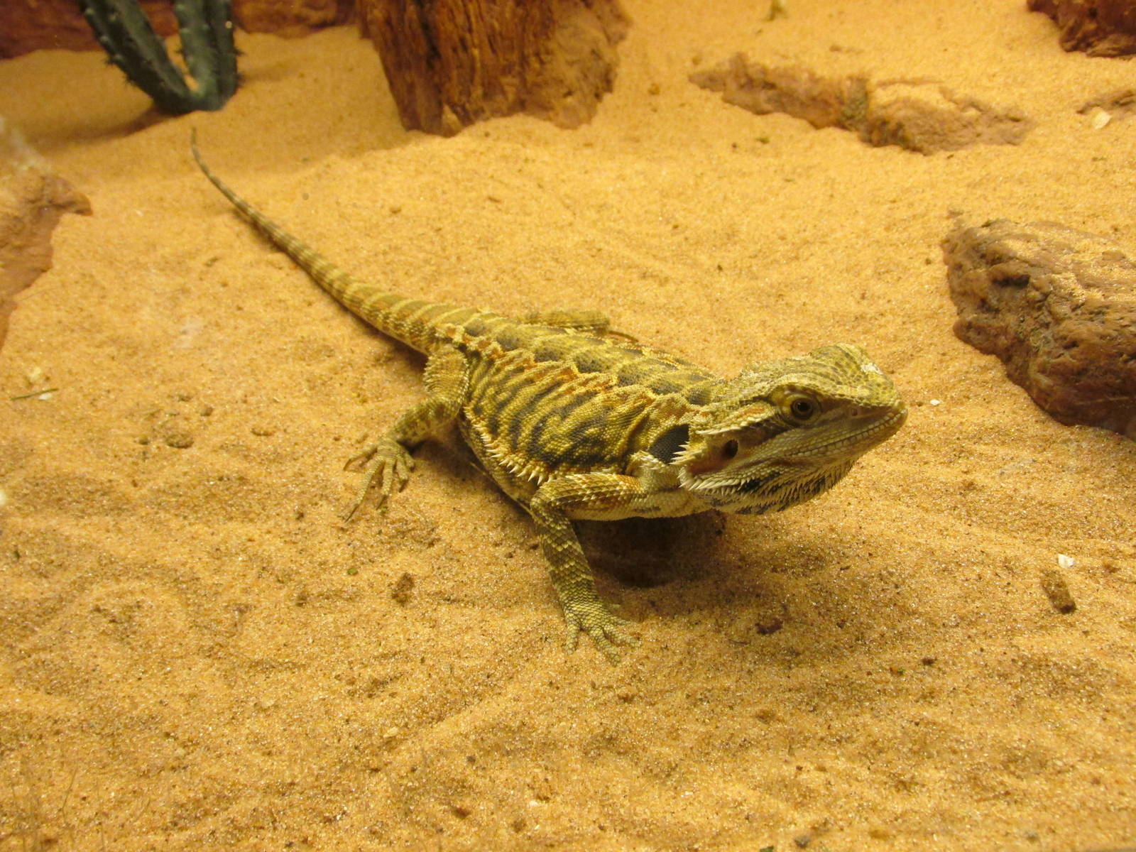 bearded dragon san juan de aragon zoo