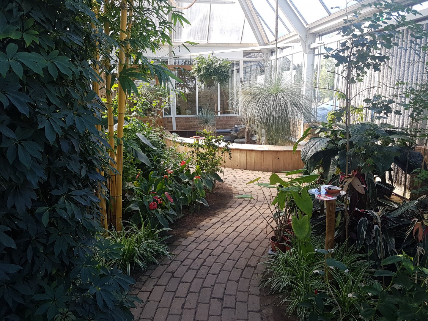 Bearded dragon - skink enclosure